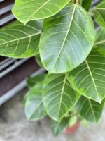 Zdjęcie rosliny doniczkowej Ficus Altissima, ujęcie 2