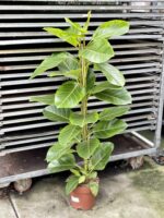 Zdjęcie rosliny doniczkowej Ficus Altissima, ujęcie 3