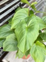 Zdjęcie rosliny doniczkowej Homalomena rubescens Maggy, ujęcie 5