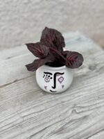 Zdjęcie rosliny doniczkowej Iresine Herbstii Bloodleaf, ujęcie 1
