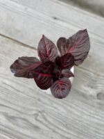 Zdjęcie rosliny doniczkowej Iresine Herbstii Bloodleaf, ujęcie 2