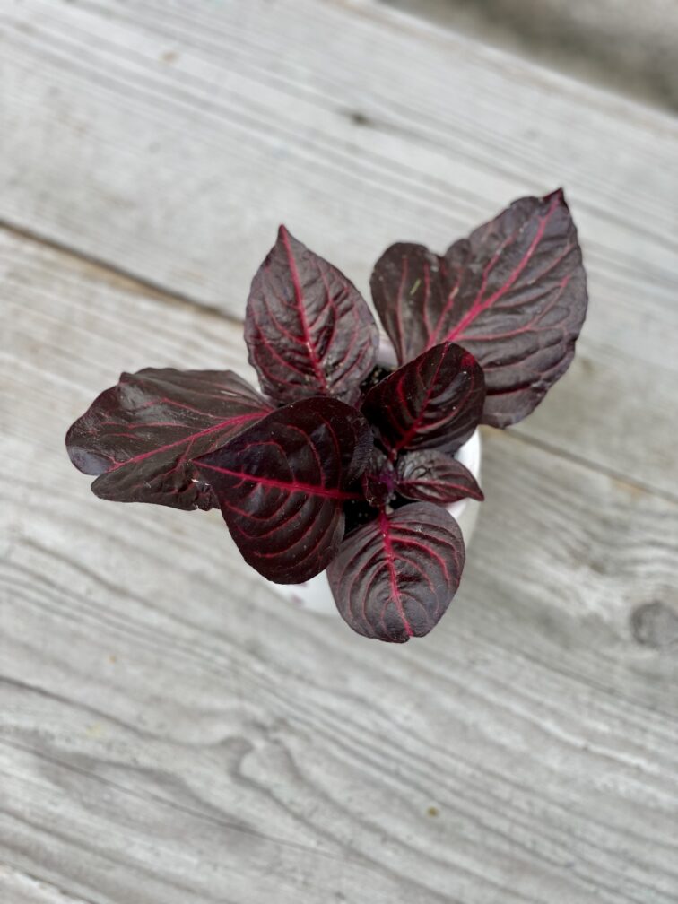 Zdjęcie rosliny doniczkowej Iresine Herbstii Bloodleaf, ujęcie 2