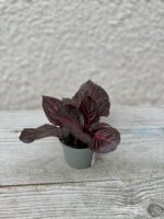 Zdjęcie rosliny doniczkowej Iresine Herbstii Bloodleaf, ujęcie 3