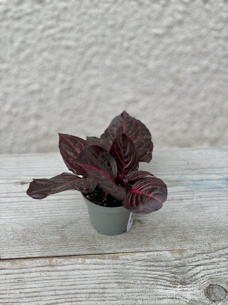 Zdjęcie rosliny doniczkowej Iresine Herbstii Bloodleaf, ujęcie 3