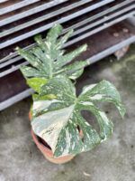 Zdjęcie rosliny doniczkowej Monstera Thai Constellation nr 1, ujęcie 1