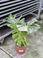 Zdjęcie rosliny doniczkowej Monstera Thai Constellation nr 1, ujęcie 2