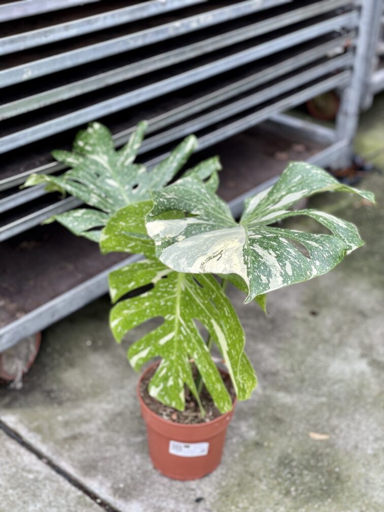 Zdjęcie rosliny doniczkowej Monstera Thai Constellation nr 1, ujęcie 2