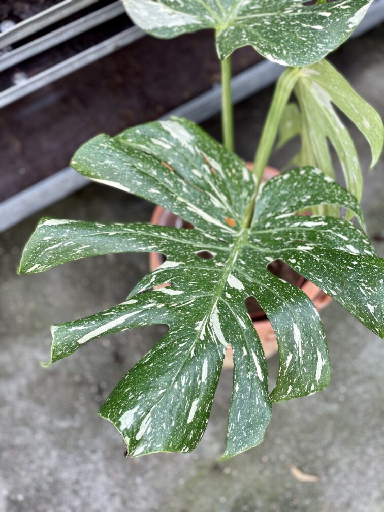 Zdjęcie rosliny doniczkowej Monstera Thai Constellation nr 1, ujęcie 3