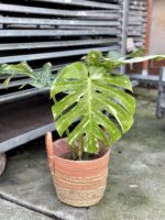 Zdjęcie rosliny doniczkowej Monstera Thai Constellation nr 1, ujęcie 4