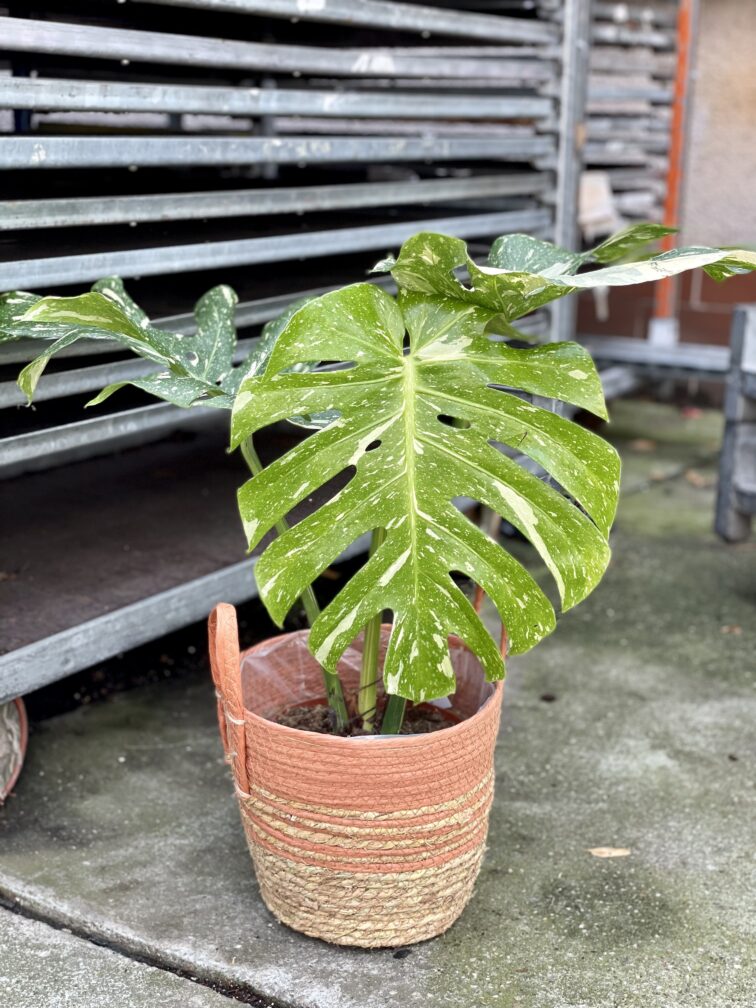 Zdjęcie rosliny doniczkowej Monstera Thai Constellation nr 1, ujęcie 4