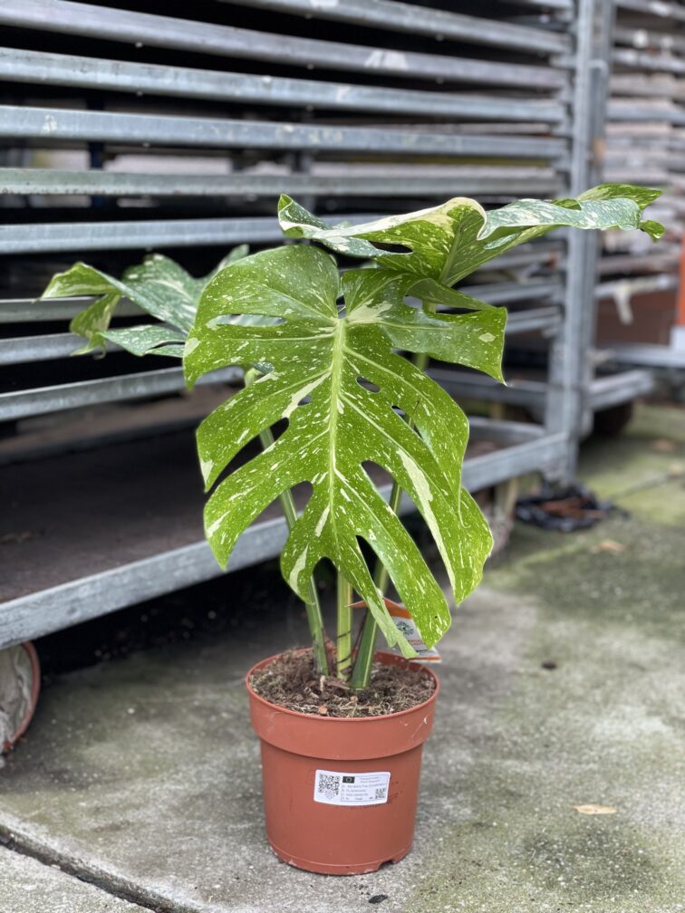 Zdjęcie rosliny doniczkowej Monstera Thai Constellation nr 1, ujęcie 5