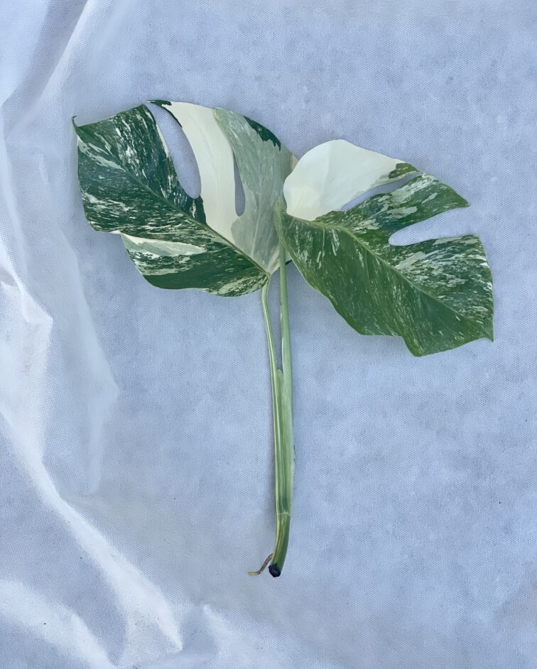 monstera-variegata-sadzonka-szczytowa-1_1x40-1_1662545152.jpg Zdjęcie rosliny doniczkowej Monstera Variegata Sadzonka Szczytowa 1, ujęcie 1