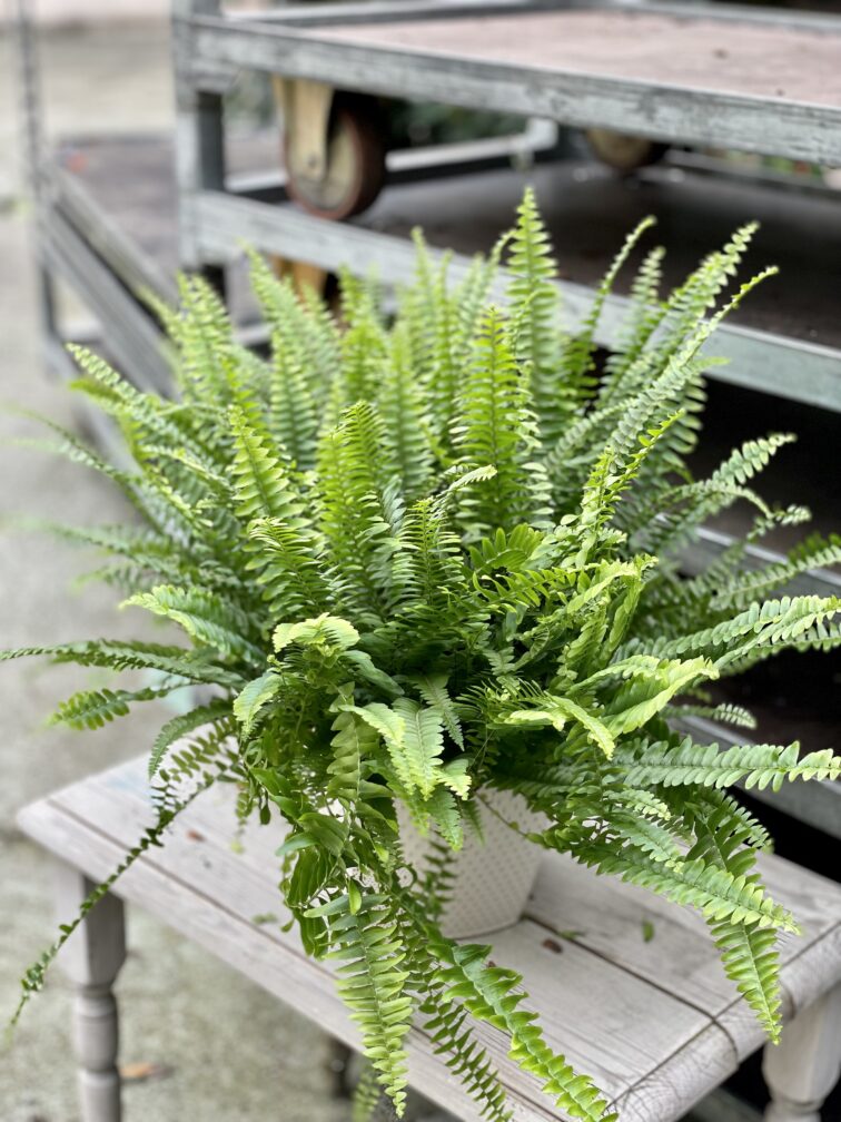 Zdjęcie rosliny doniczkowej Nephrolepis exaltata Green Lady (Nefrolepis wyniosły), ujęcie 1