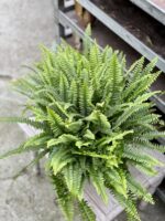Zdjęcie rosliny doniczkowej Nephrolepis exaltata Green Lady (Nefrolepis wyniosły), ujęcie 3