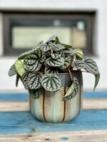 Zdjęcie rosliny doniczkowej Peperomia caperata burbella, ujęcie 1