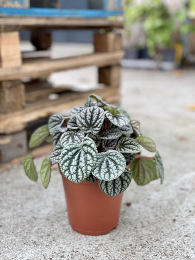 Zdjęcie rosliny doniczkowej Peperomia caperata burbella, ujęcie 2