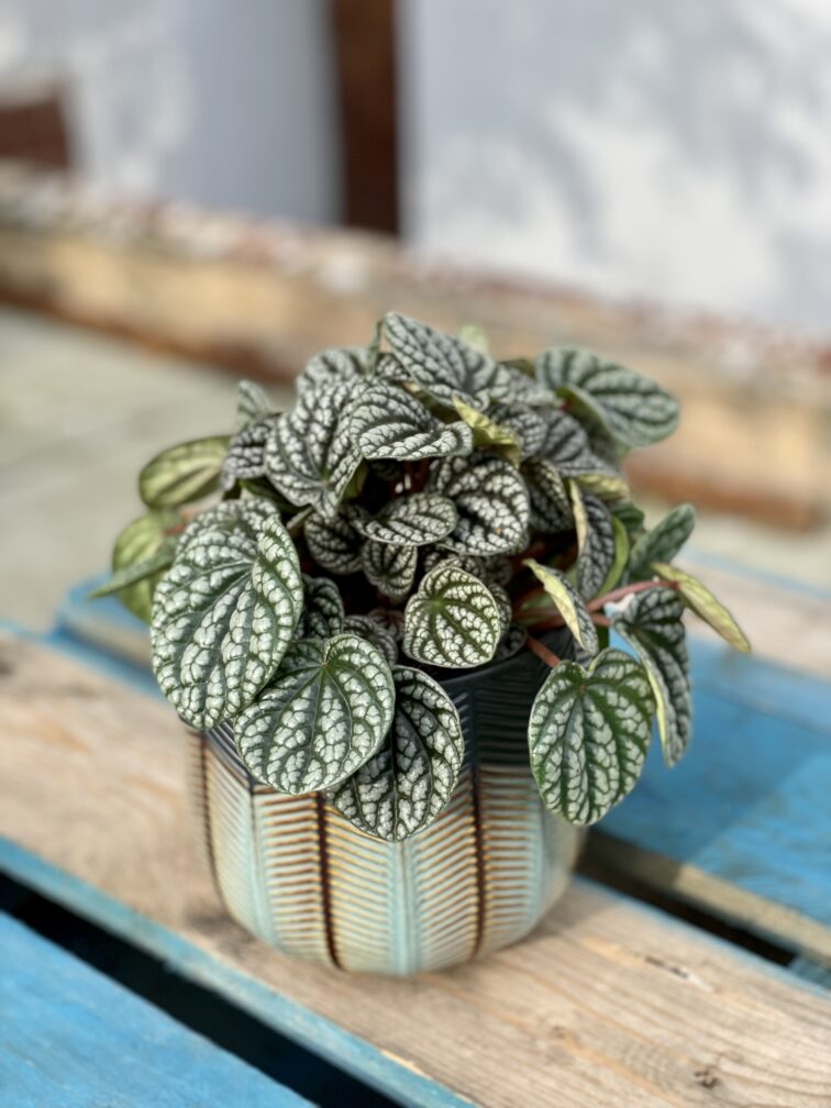 Zdjęcie rosliny doniczkowej Peperomia caperata burbella, ujęcie 3