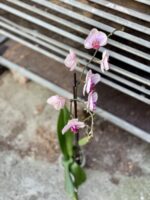 Zdjęcie rosliny doniczkowej Phalaenopsis Caribbean Dream, ujęcie 1