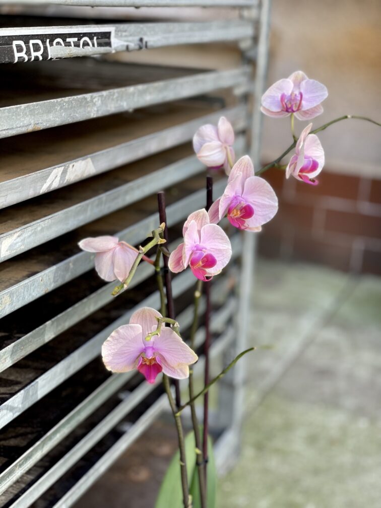 Zdjęcie rosliny doniczkowej Phalaenopsis Caribbean Dream, ujęcie 2