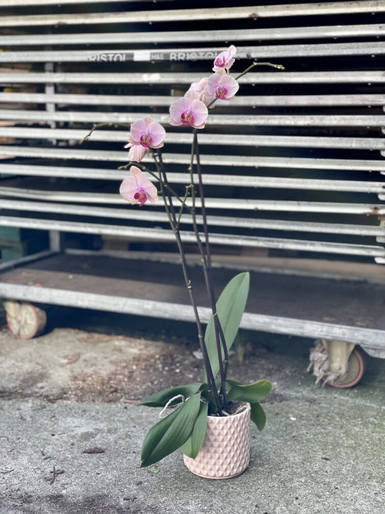 Zdjęcie rosliny doniczkowej Phalaenopsis Caribbean Dream, ujęcie 3