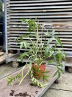 Zdjęcie rosliny doniczkowej Philodendron Cinderella, ujęcie 1