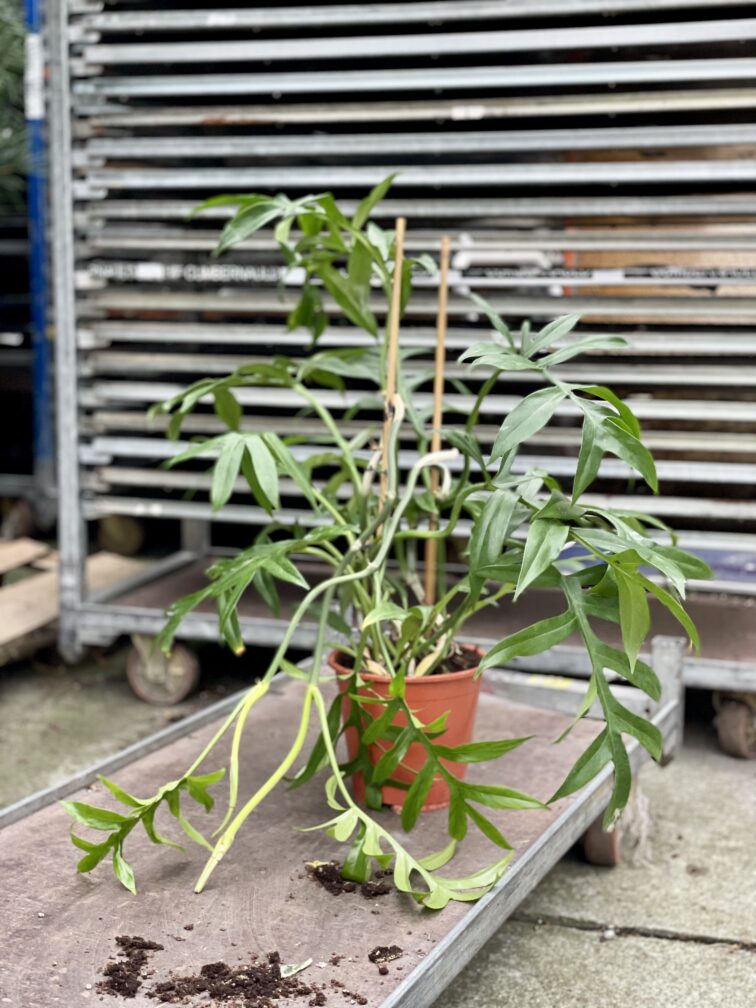 Zdjęcie rosliny doniczkowej Philodendron Cinderella, ujęcie 1