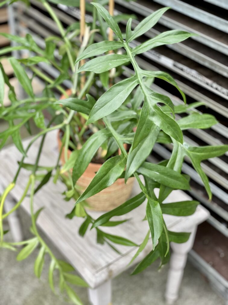 Zdjęcie rosliny doniczkowej Philodendron Cinderella, ujęcie 2