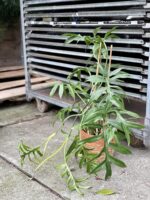 Zdjęcie rosliny doniczkowej Philodendron Cinderella, ujęcie 3