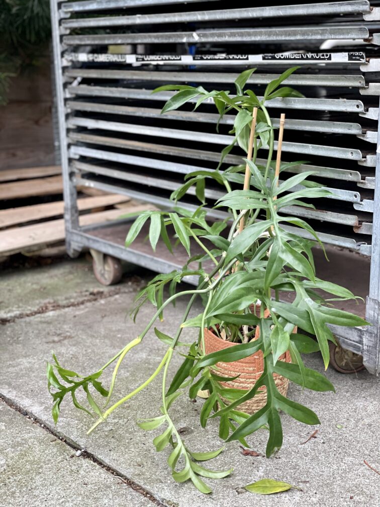 Zdjęcie rosliny doniczkowej Philodendron Cinderella, ujęcie 3