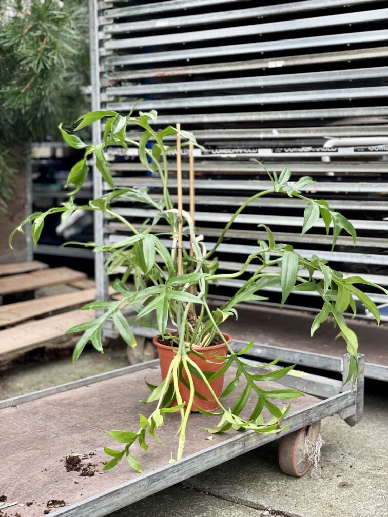 Zdjęcie rosliny doniczkowej Philodendron Cinderella, ujęcie 4