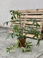 Zdjęcie rosliny doniczkowej Philodendron Cinderella, ujęcie 5