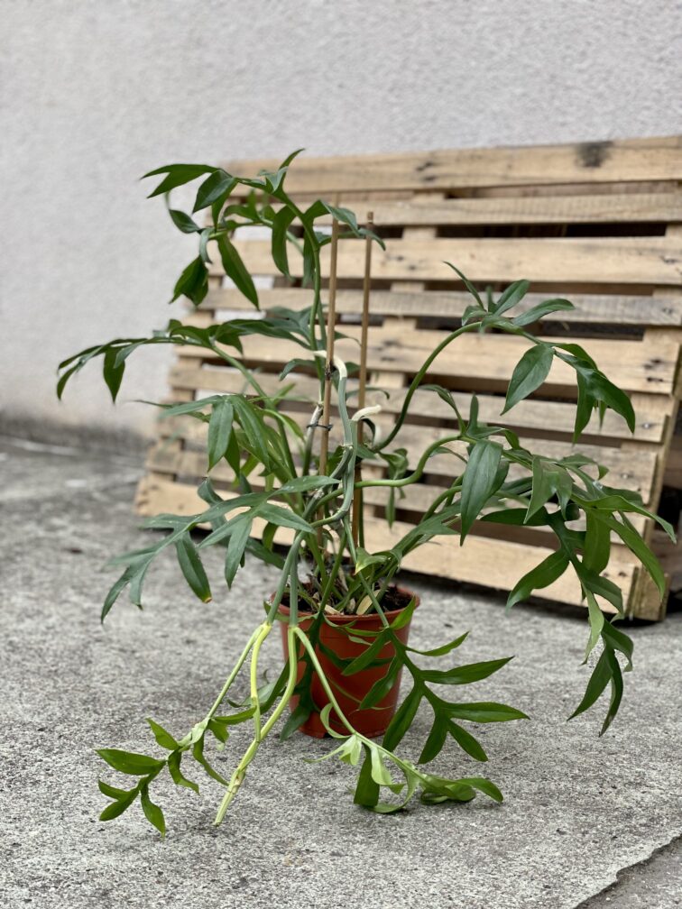 Zdjęcie rosliny doniczkowej Philodendron Cinderella, ujęcie 5