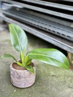 Zdjęcie rosliny doniczkowej Philodendron Fatboy Martianum, ujęcie 1