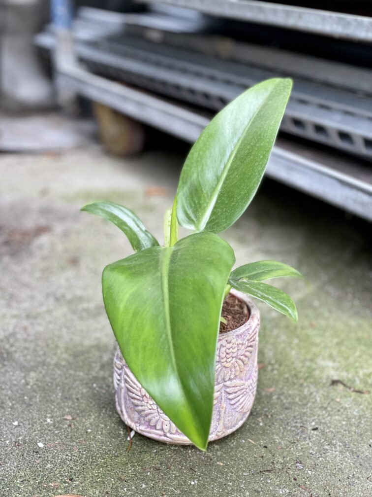 Zdjęcie rosliny doniczkowej Philodendron Fatboy Martianum, ujęcie 2