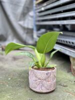 Zdjęcie rosliny doniczkowej Philodendron Fatboy Martianum, ujęcie 3
