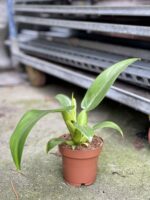 Zdjęcie rosliny doniczkowej Philodendron Fatboy Martianum, ujęcie 4