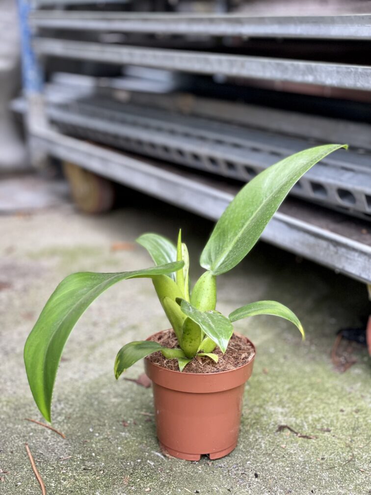 Zdjęcie rosliny doniczkowej Philodendron Fatboy Martianum, ujęcie 4