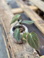 Zdjęcie rosliny doniczkowej Philodendron hederaceum Micans, ujęcie 1