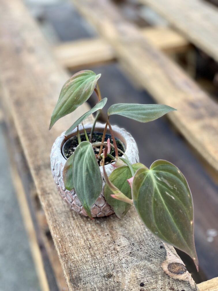 Zdjęcie rosliny doniczkowej Philodendron hederaceum Micans, ujęcie 1