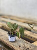 Zdjęcie rosliny doniczkowej Philodendron hederaceum Micans, ujęcie 2