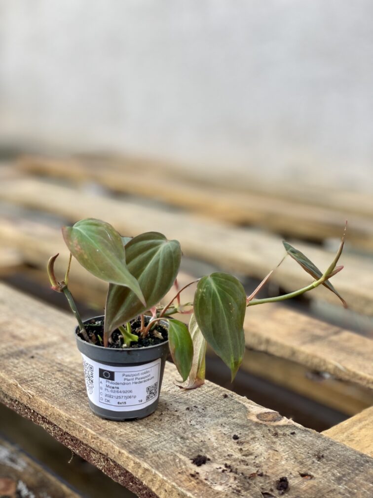 Zdjęcie rosliny doniczkowej Philodendron hederaceum Micans, ujęcie 2