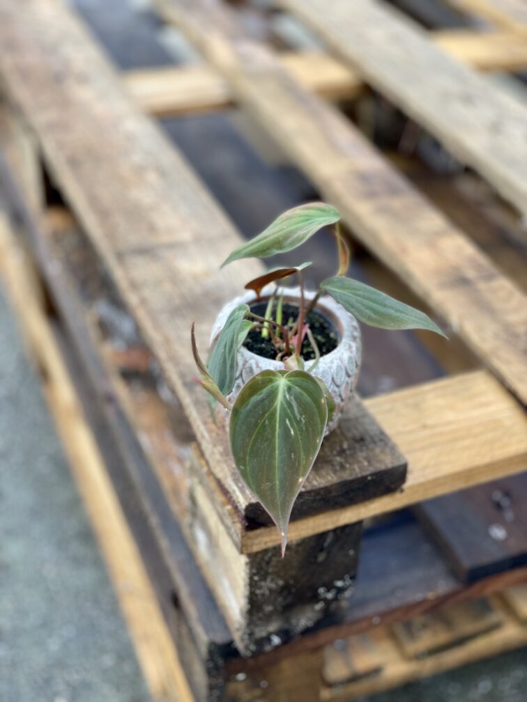 Zdjęcie rosliny doniczkowej Philodendron hederaceum Micans, ujęcie 3