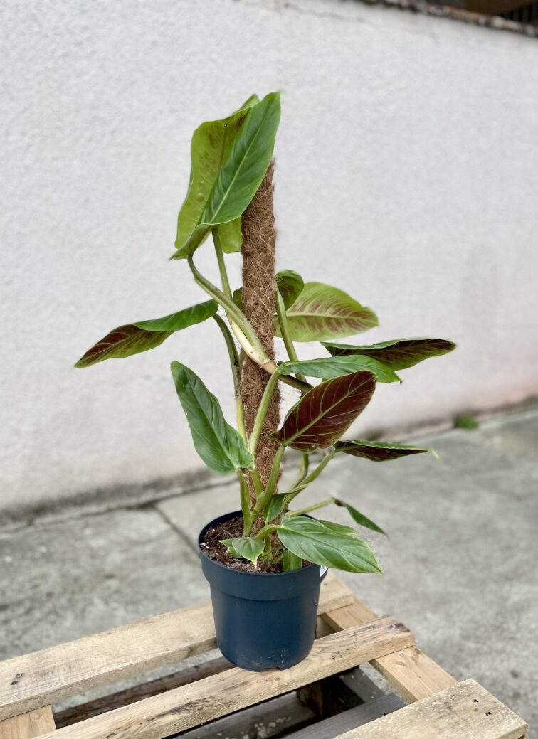 philodendron-subhastatum_21x63-1_1662805201.jpg Zdjęcie rosliny doniczkowej Philodendron Subhastatum, ujęcie 1
