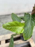 Zdjęcie rosliny doniczkowej Philodendron Subhastatum, ujęcie 2