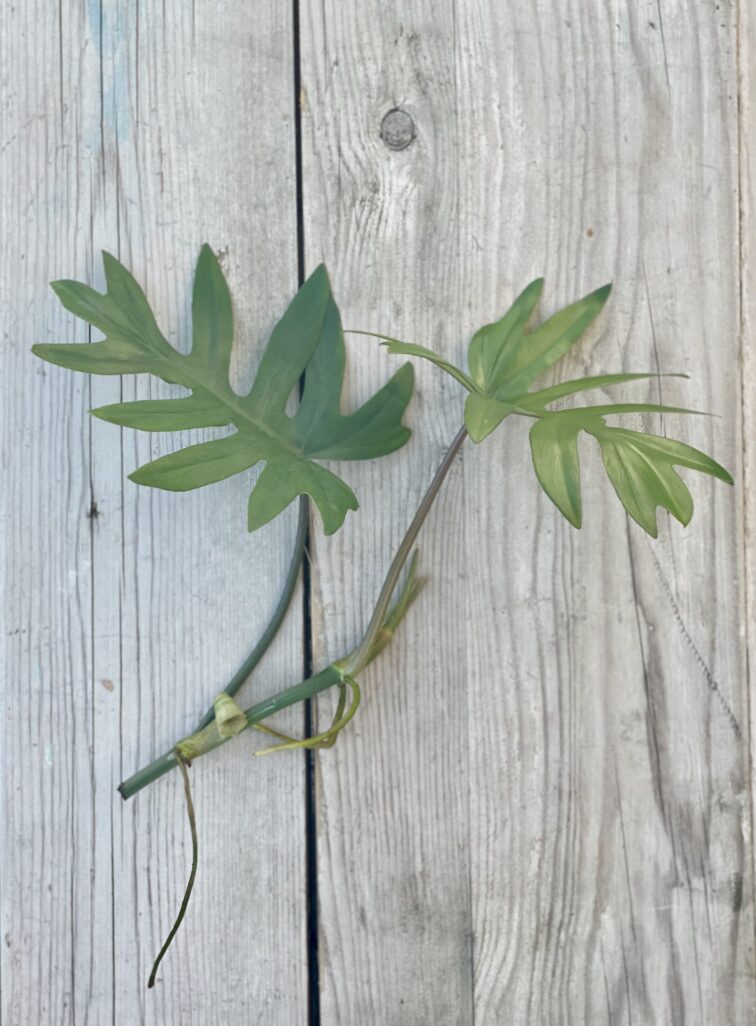 sadzonka-philodendron-mayoi_1x35-1_1662551916.jpg Zdjęcie rosliny doniczkowej Sadzonka Philodendron Mayoi, ujęcie 1