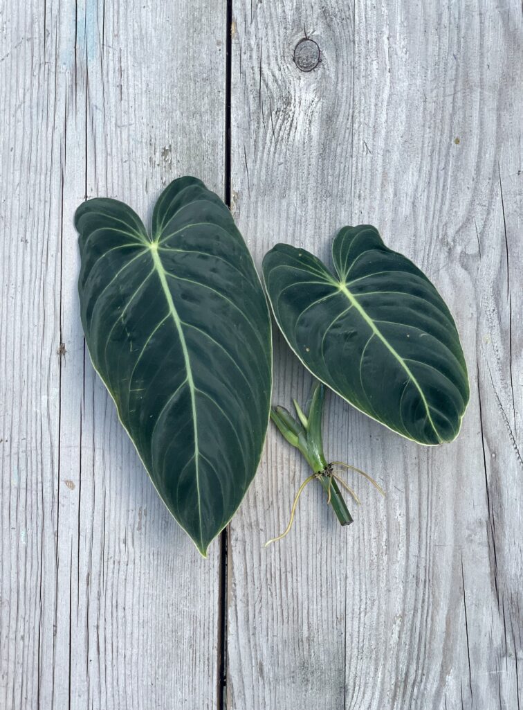 Zdjęcie rosliny doniczkowej Sadzonka Philodendron Melanochrysum, ujęcie 1