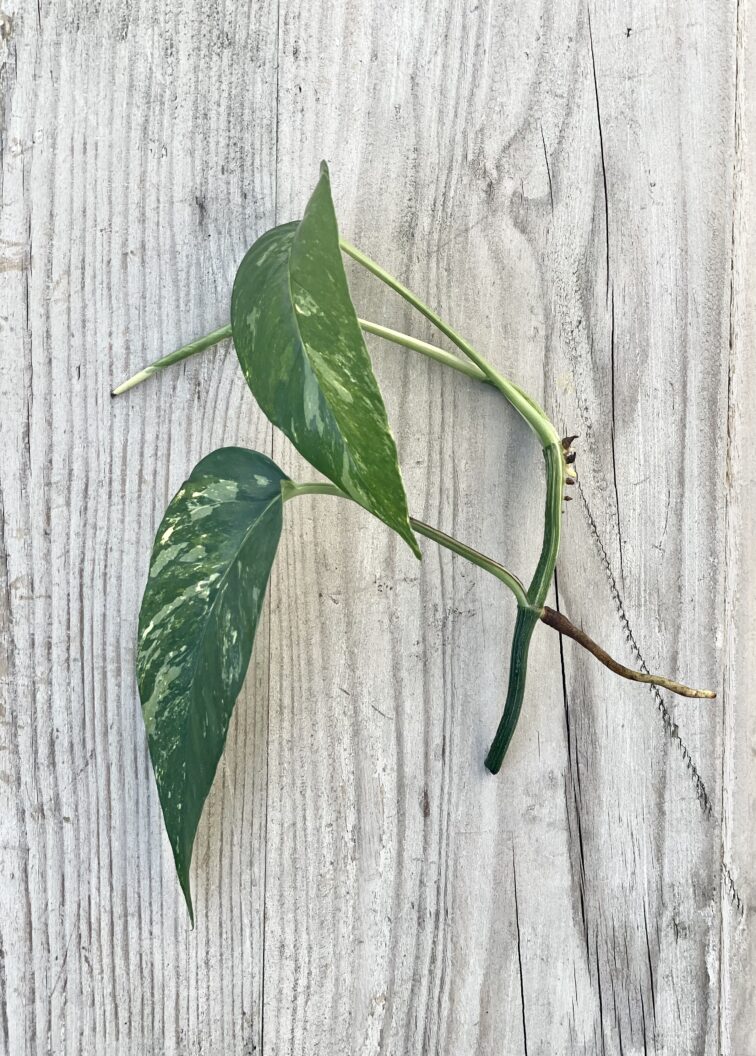 sadzonka-szczytowa-epipremnum-pinnatum-variegata_1x20-1_1662547844.jpg Zdjęcie rosliny doniczkowej Sadzonka szczytowa Epipremnum pinnatum variegata, ujęcie 1