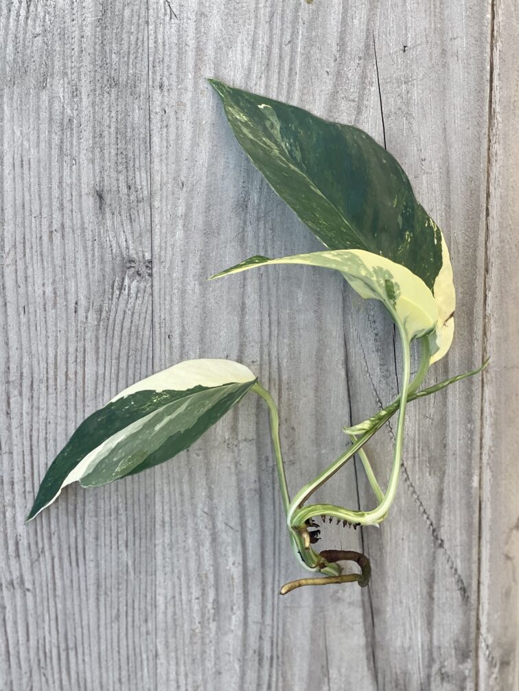 sadzonka-szczytowa-epipremnum-pinnatum-variegata_1x22-1_1662550174.jpg Zdjęcie rosliny doniczkowej Sadzonka szczytowa Epipremnum pinnatum variegata, ujęcie 1