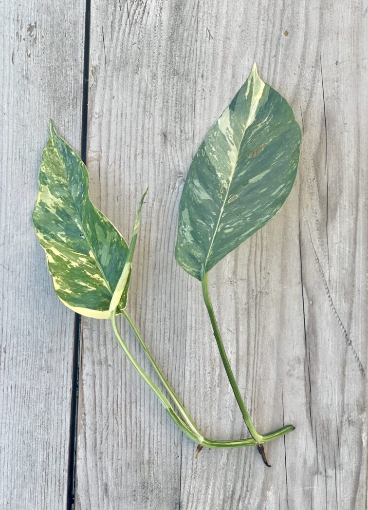 sadzonka-szczytowa-epipremnum-pinnatum-variegata_1x25-1_1662548281.jpg Zdjęcie rosliny doniczkowej Sadzonka szczytowa Epipremnum pinnatum variegata, ujęcie 1