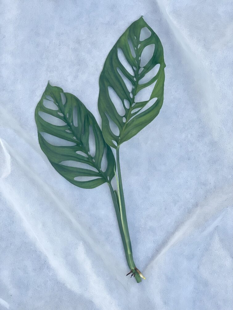 sadzonka-szczytowa-monstera-esqueleto_1x53-1_1662546460.jpg Zdjęcie rosliny doniczkowej Sadzonka szczytowa Monstera Esqueleto, ujęcie 1